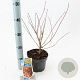 Acer palmatum 30-40 cm 2,0L
