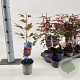 Acer pal. 'Atropurpureum' 25-30 cm P10,5