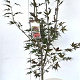 Acer pal. 'Atropurpureum' 80-100 cm 7,5L
