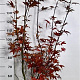 Acer pal. 'Bloodgood' 125-150 cm 15L