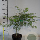 Acer pal. 'Dissectum' 30-40 cm 3,0L