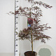 Acer pal. 'Garnet' 60-80 cm 7,5L