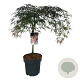 Acer pal. 'Garnet' 50 cm stam 14L