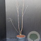 Acer griseum 60-80 cm 5,0L