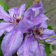 Clematis 'Minister' 80 cm rozenpot 2L
