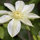Clematis 'Wada's Primrose' 80 cm rozenpot 2L