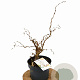 Corylus a. Medusa 30-40 cm 3,0L