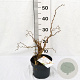Corylus a. Medusa 30-40 cm 3,0L