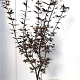 Acer pal. 'Skeeter's Broom' 100-125 cm 15L