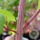 Acer pensylvanicum 100-125 cm 7,5L