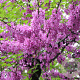 Cercis siliquastrum 100-125 cm 12L