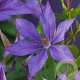 Clematis 'Bagatelle' 70 cm 2,0L