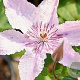 Clematis 'Hagley Hybrid' 80-100 cm 2,5L