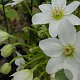 Clematis 'Joe' 70 cm 2,0L