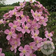 Clematis mont. 'Tetrarose' 70 cm 2,0L
