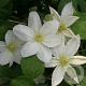 Clematis 'Shirayukihime' 70 cm 2,0L