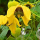 Clematis tibetana tangutica 70 cm 2,0L