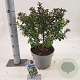 Ilex meserv. Gentle 30-40 cm 5,0L