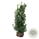 Ilex meserv. Heckenfee 100-125 cm met kluit extra