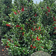Ilex meserv. Heckenfee 150-175 cm met kluit