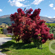 Cotinus 'Grace' 80-100 cm 7,5L