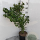 Lonicera xylosteum 60-80 cm 5,0L