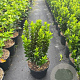 Euonymus jap. 'Green Spire' 20-25 cm 2,0L