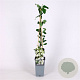 Exochorda 'The Bride' 150-175 cm 5,0L