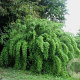 Fargesia denudata 100-125 cm 7,5L