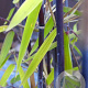 Fargesia nitida 'Gansu 95/2' 80-100 cm 5,0L