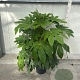 Fatsia japonica 100-125 cm 12L