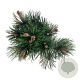 Pinus heldreichii 'Compact Gem' 30-40 cm 4,5L