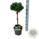 Pinus mugo 'Mumpitz' 40 cm stam 5,0L
