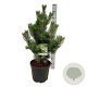 Pinus nigra 'Oregon Green' 60-80 cm 15L