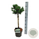 Pinus parv. 'Negishi' 40 cm stam 5,0L