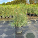 Pinus sylvestris 60-80 cm 5,0L