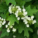 Hydrangea quercifolia 60-80 cm 12L 4-6 tak