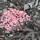 Sambucus nigra 'Thundercloud' 30-40 cm 3,0L