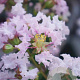 Lagerstroemia i. With Love Babe 40-60 cm 2,0L