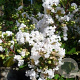 Lagerstroemia i. With Love Virgin 40-60 cm 2,0L