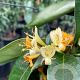 Lonicera henryi 'Copper Beauty' 70 cm 2,0L