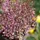 Lophomyrtus ralphii 25-30 cm 2,0L
