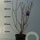 Magnolia 'Betty' 60-80 cm 7,5L