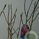 Magnolia 'Betty' 60-80 cm 7,5L