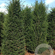 Taxus baccata 200-225 cm draadkluit solitair