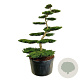 Taxus b. 'Summergold' 200-225 cm cont. 500L bonsai