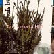 Taxus media 'Hillii' 100-125 cm met kluit