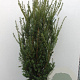 Taxus media 'Hillii' 120-140 cm met kluit extra