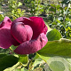 Magnolia 'Genie' 60-80 cm 7,5L