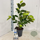 Magnolia loebneri 'Merrill' 50-60 cm 5,0L